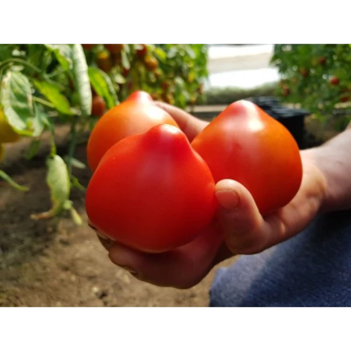 Seminte tomate Melanet det rdh, 500 seminte