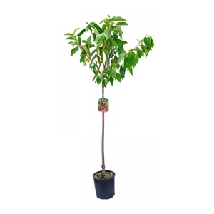 Pomi, arbusti si butasi