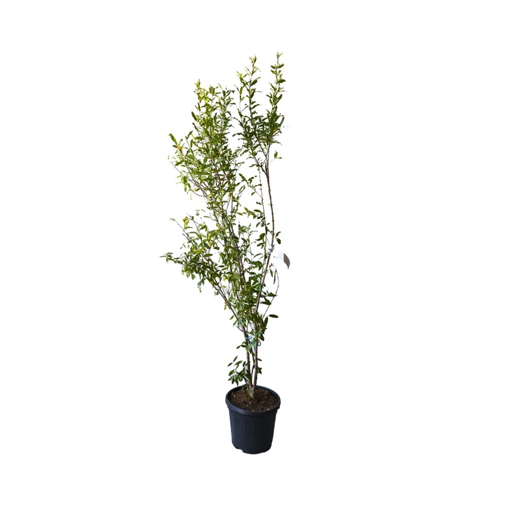 Rodiu pe Tulpina Melograni, Punica Granatum, ghiveci 22L, H 200-240 cm, an 3 pe rod