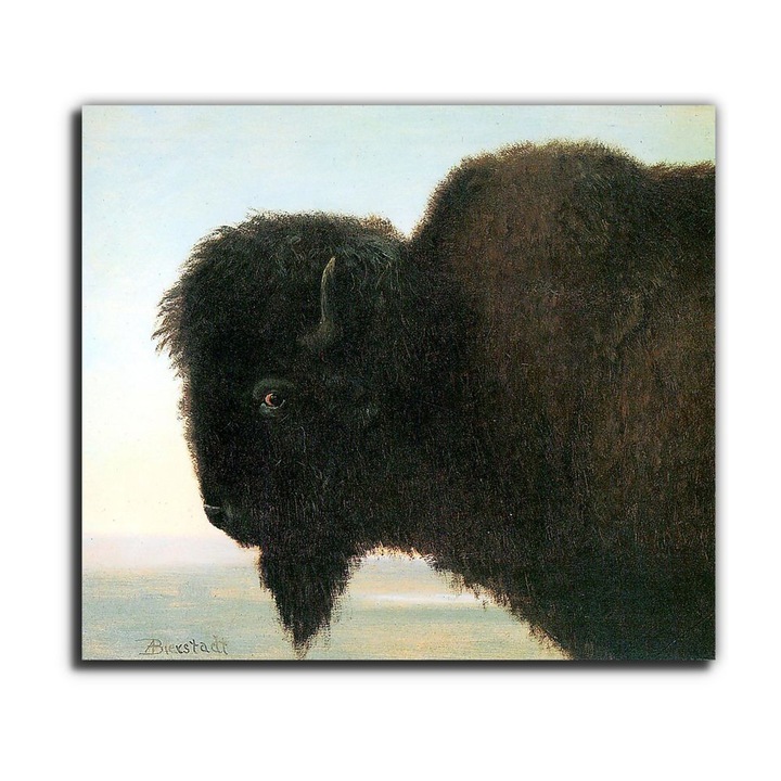 Albert Bierstadt: Bölényfej, vászonkép, 65x55