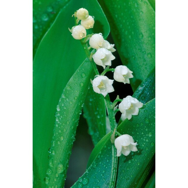 Fototapet DEGRETS 08-03 lacrimioara 200x140cm