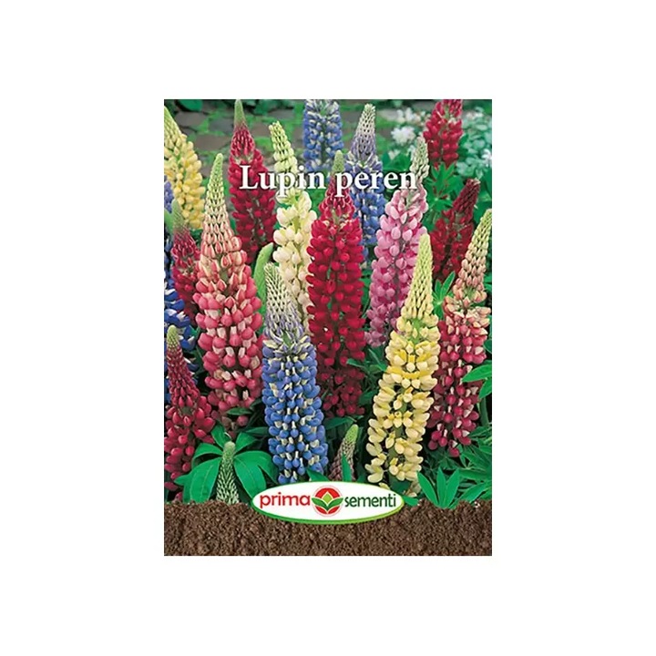 Seminte flori Lupin Peren