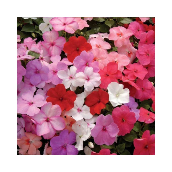 Seminte flori Sporul casei melanj