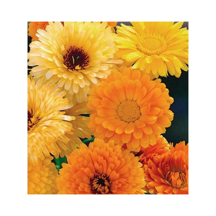 Seminte Galbenele mix