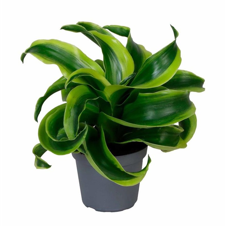 Planta naturala de interior Dracaena 'Draco' D6