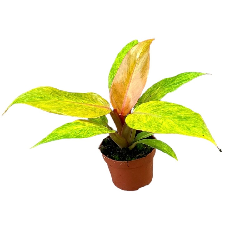 Planta naturala de interior Philodendron Orange Marmalade D10.5