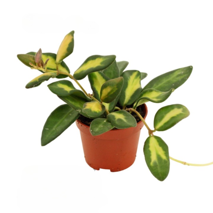 Planta naturala de interior Hoya burtoniae 'Variegata' D6
