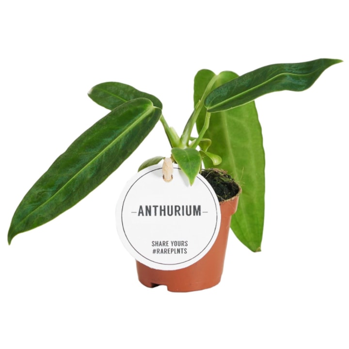 Planta naturala de interior Anthurium warocqueanum (Queen anthurium) D6