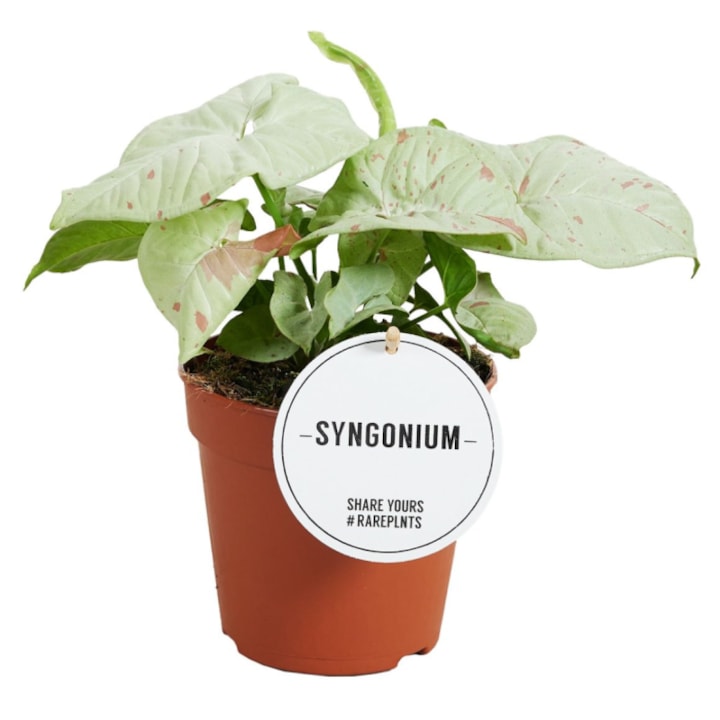 Eufloria Syngonium podophyllum cserepes virág