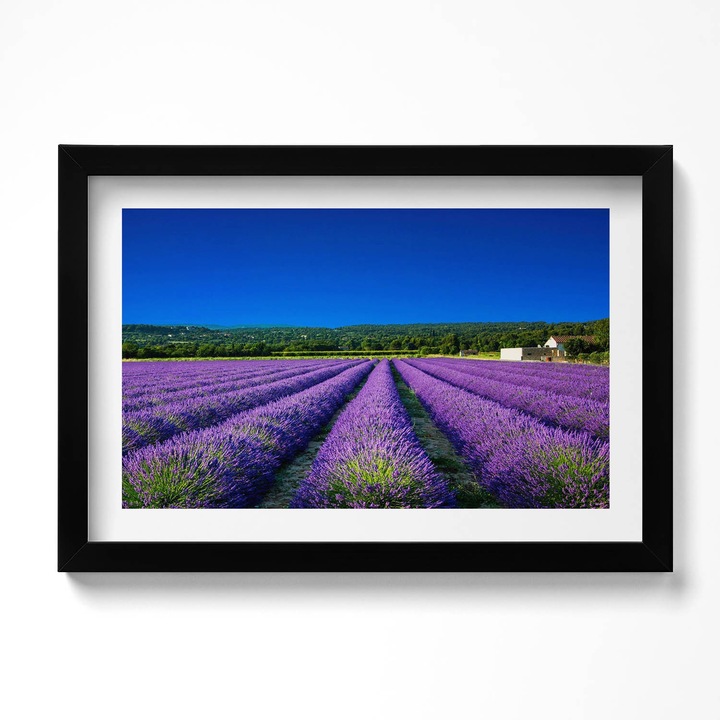 Tablou Inramat, Wallfluent, Camp de lavanda in Provence, Rama negru, 30x20 cm, 010330010100200280369