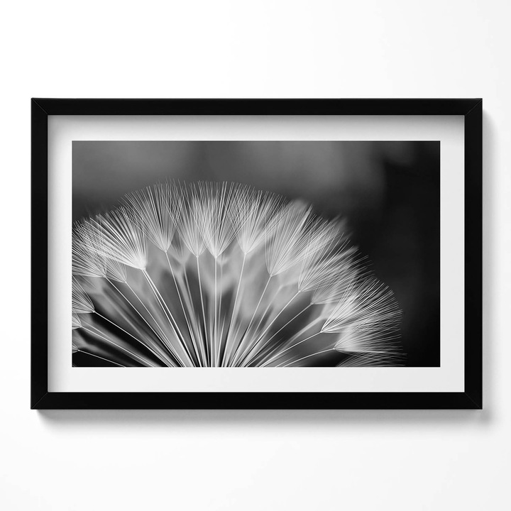 Tablou Inramat, Wallfluent, Prim-plan alb-negru al unei papadie, Rama negru, 60x40 cm,010330010110200280557