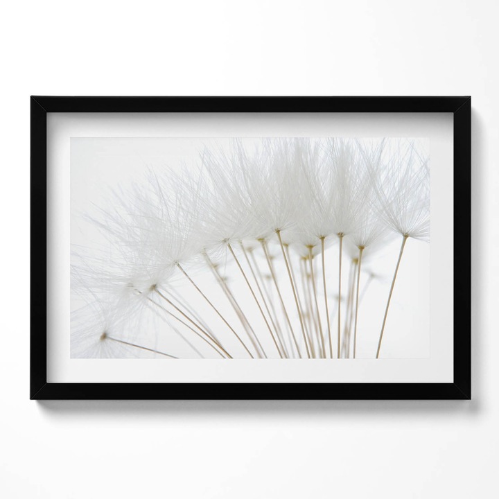 Tablou Inramat, Wallfluent, Papadii albe, Rama negru, 60x40 cm,010330010110200279845