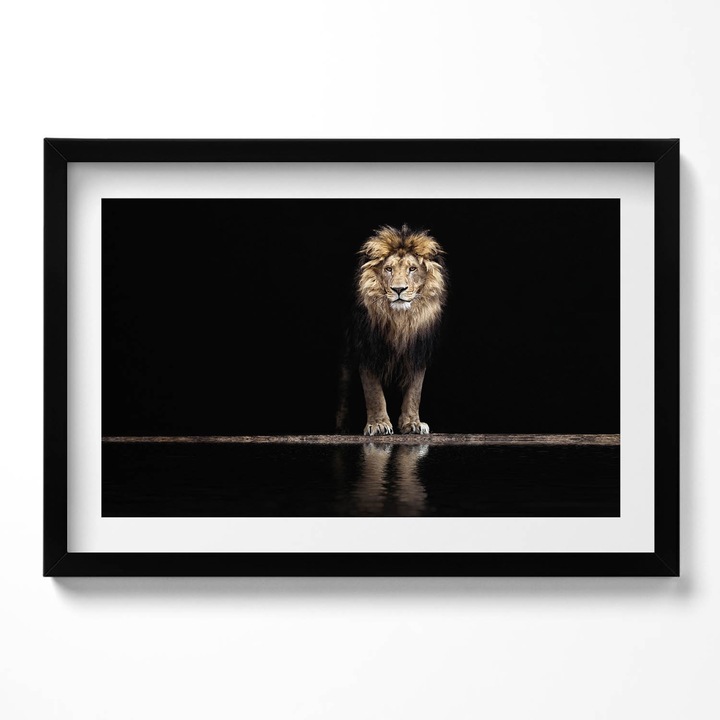 Tablou Inramat, Wallfluent, Leu animal salbatic singuratic, Rama negru, 60x40 cm,010330010110200279893