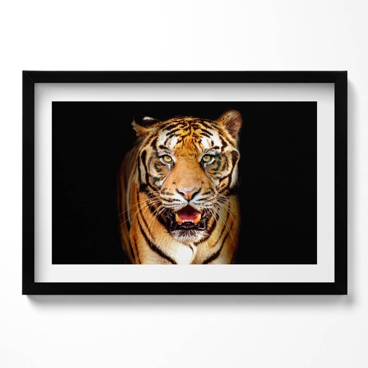 Tablou Inramat, Wallfluent, Pisica tigru salbatica expresiva, Rama negru, 60x40 cm,010330010110200280118
