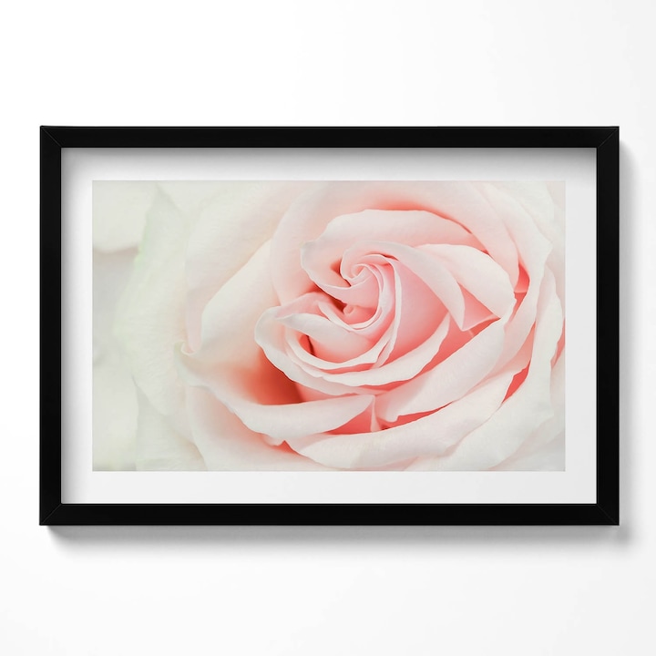 Tablou Inramat, Wallfluent, Prim-plan cu petale de trandafir, Rama negru, 60x40 cm,010330010110200280699
