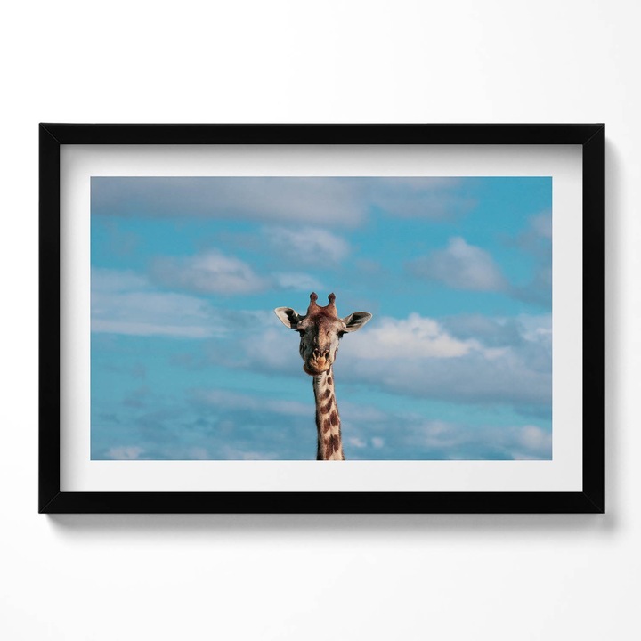 Tablou Inramat, Wallfluent, Capul unei girafe pe cer, Rama negru, 60x40 cm,010330010110200280234