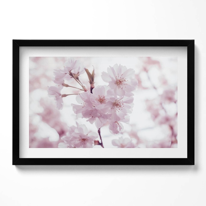Tablou Inramat, Wallfluent, Flori delicate roz pal, Rama negru, 60x40 cm,010330010110200281071
