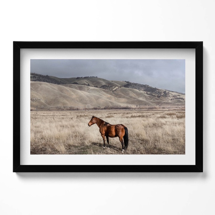 Tablou Inramat, Wallfluent, Cal de calarie printre iarba, Rama negru, 60x40 cm,010330010110200280499