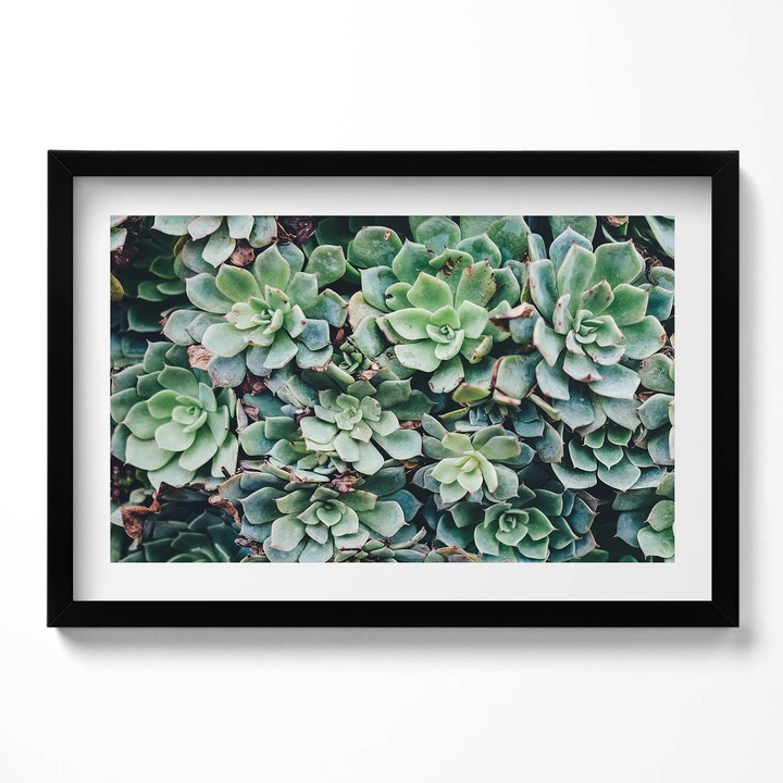 Tablou Inramat, Wallfluent, Plante suculente verzi, Rama negru, 60x40 cm,010330010110200281099
