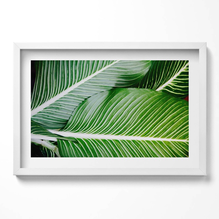 Tablou Inramat, Wallfluent, Frunze verzi exotice, Rama alba, 60x40 cm, 010330010110100281202