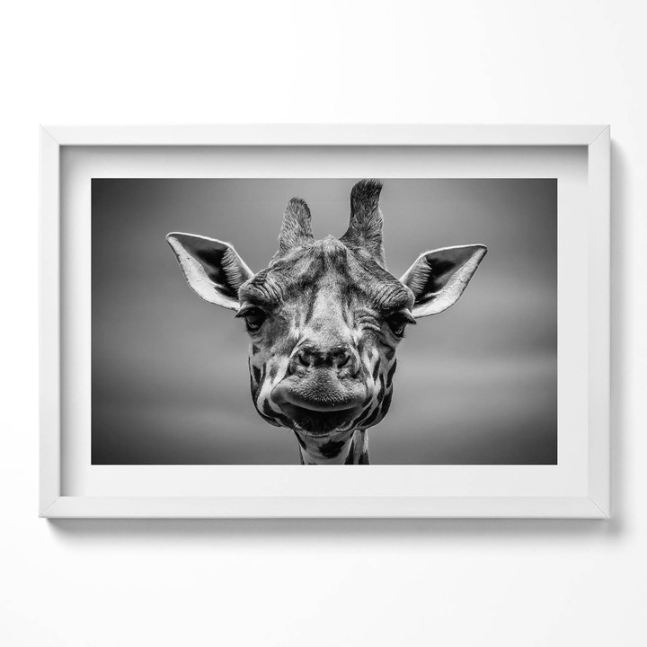 Tablou Inramat, Wallfluent, Cap de girafa alb-negru, Rama alba, 60x40 cm, 010330010110100281129