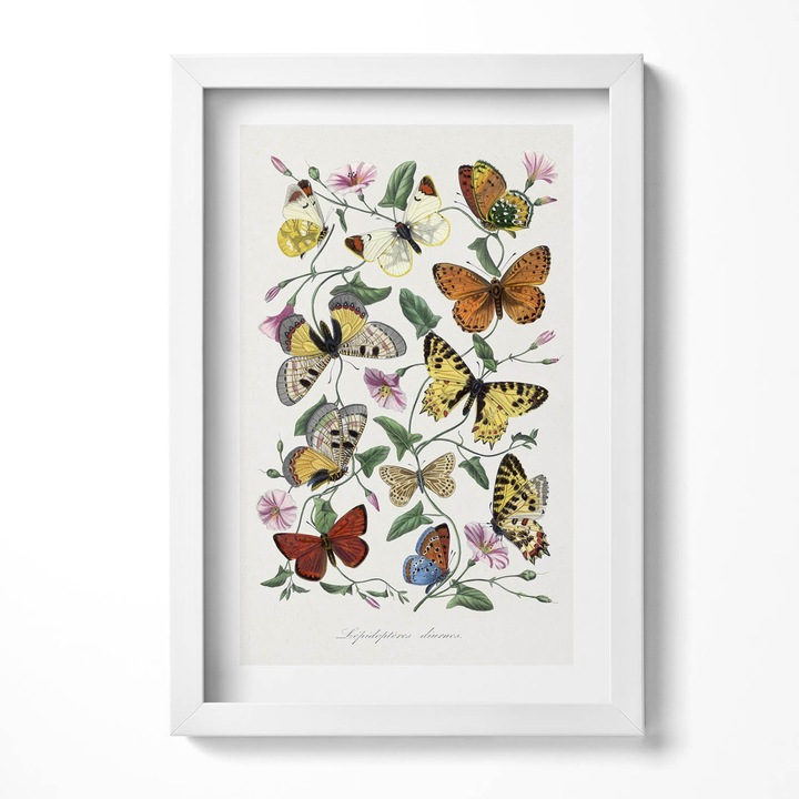 Tablou Inramat, Wallfluent, Poster de epoca cu fluture vechi, Rama alba, 20x30 cm, 010330010010100281284