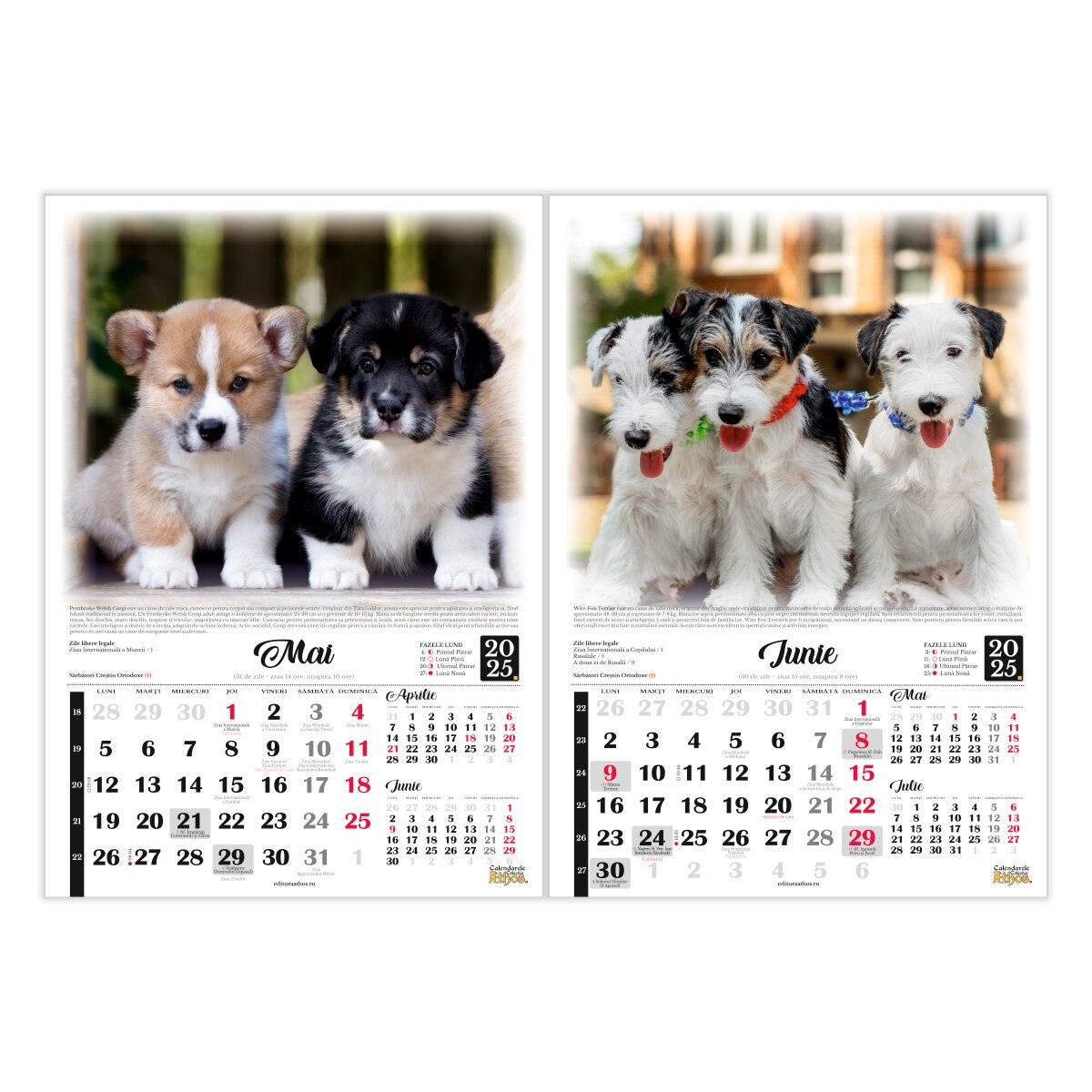 Calendar de perete 2025, Catelusi, frati blanosi, format X3, 33 x 47 cm ...