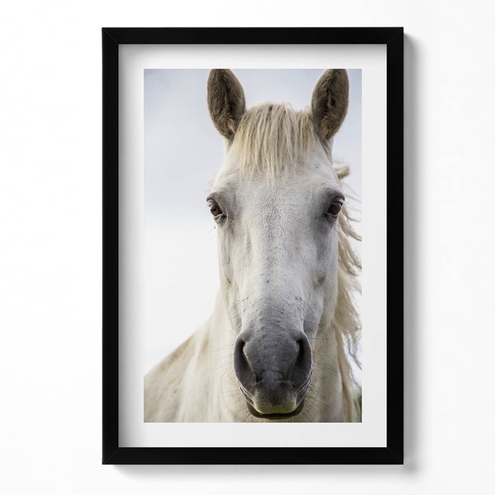 Tablou Inramat, Wallfluent, Capul unui cal alb, Rama negru, 40x60 cm, 010330010080200281264