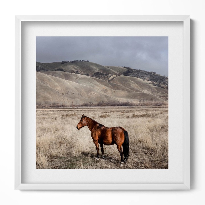 Tablou Inramat, Wallfluent, Cal de calarie printre iarba, Rama alba, 50x50 cm, 010330010140100280499