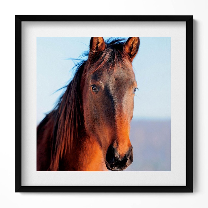 Tablou Inramat, Wallfluent, Cap de cal maro, Rama negru, 50x50 cm, 010330010140100280043