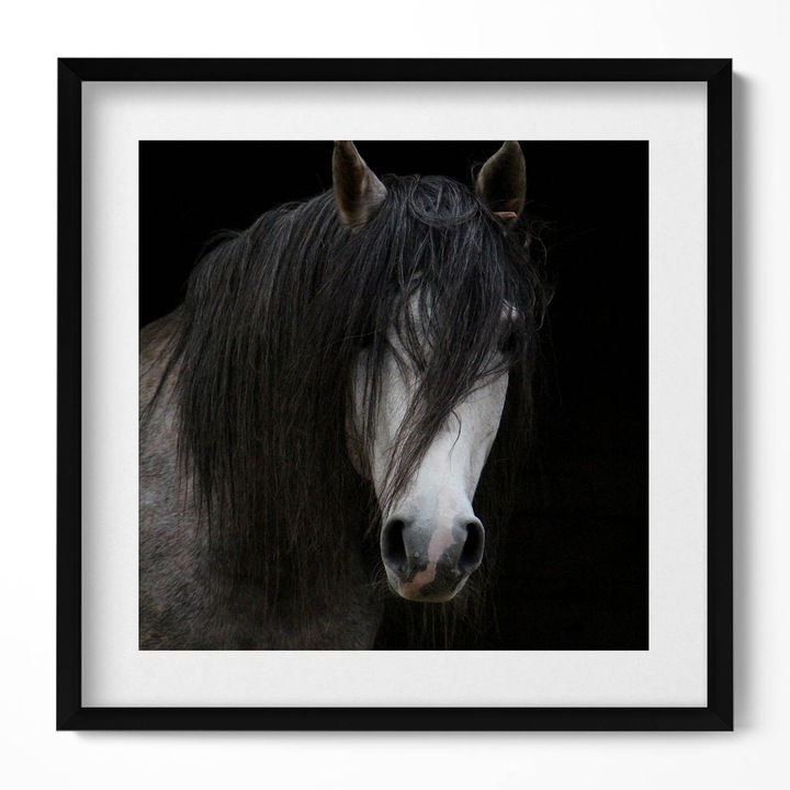 Tablou Inramat, Wallfluent, Capul unui cal gri, Rama negru, 50x50 cm, 010330010140100281265