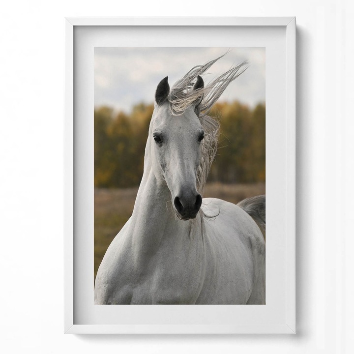 Tablou Inramat, Wallfluent, Cal alb in galop, Rama alba, 50x70 cm, 010330010160100279981