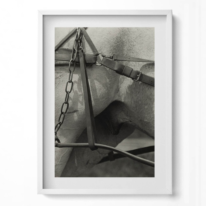 Tablou Inramat, Wallfluent, Prim-plan al hamului unui cal, Rama alba, 50x70 cm, 010330010160100281156