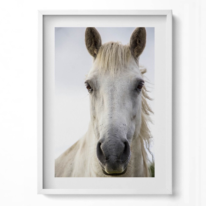 Tablou Inramat, Wallfluent, Capul unui cal alb, Rama alba, 50x70 cm, 010330010160100281264