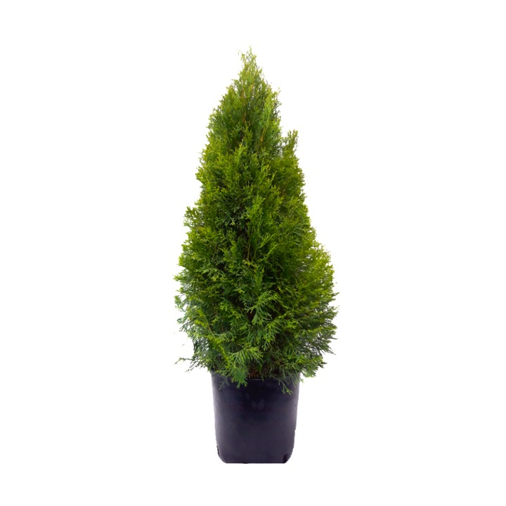 Tuia Smaragd, Thuja Occidentalis Smaragd, ghiveci 5L, H 70 cm, vesnic verde