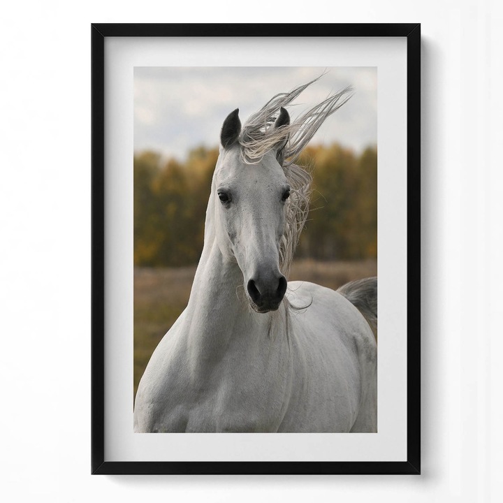 Tablou Inramat, Wallfluent, Cal alb in galop, Rama negru, 50x70 cm, 010330010160200279981