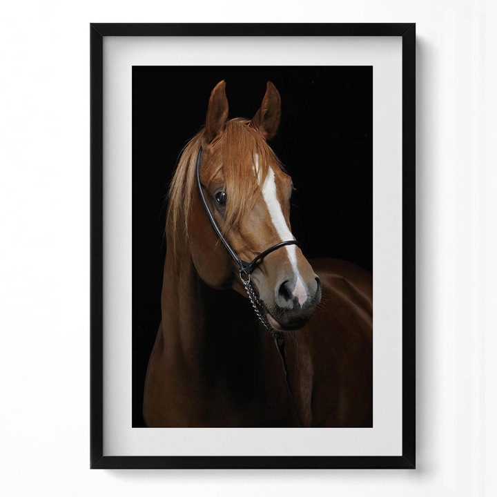 Tablou Inramat, Wallfluent, cal brun, Rama negru, 50x70 cm, 010330010160200279966