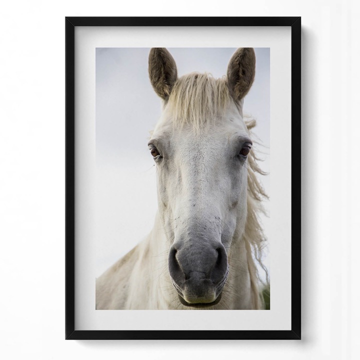 Tablou Inramat, Wallfluent, Capul unui cal alb, Rama negru, 50x70 cm, 010330010160200281264
