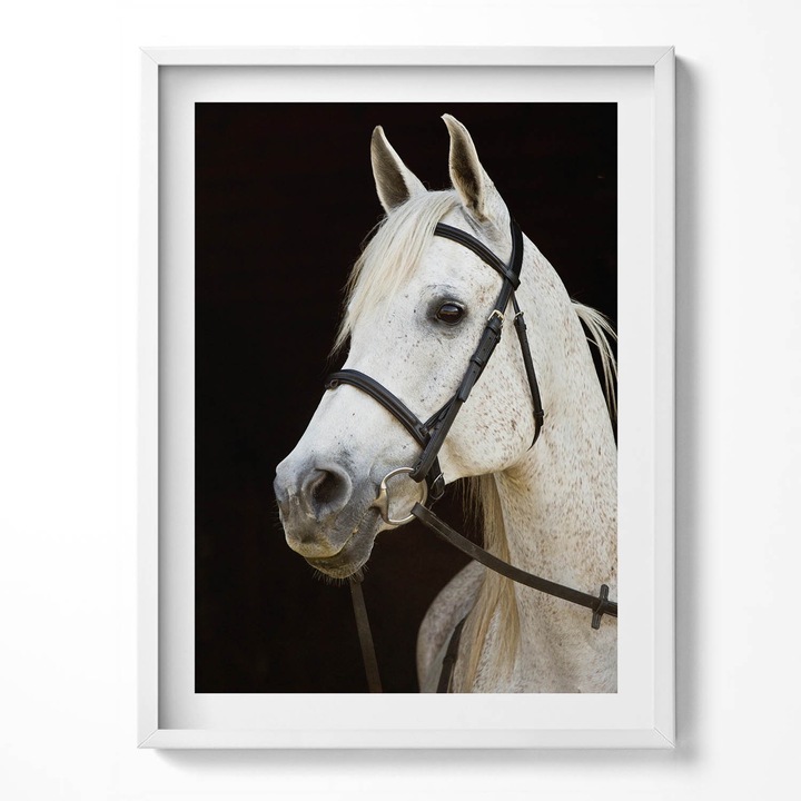 Tablou Inramat, Wallfluent, Cal alb de calar, Rama alba, 60x80 cm, 010330010090100279978