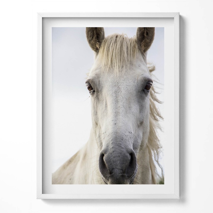 Tablou Inramat, Wallfluent, Capul unui cal alb, Rama alba, 60x80 cm, 010330010090100281264