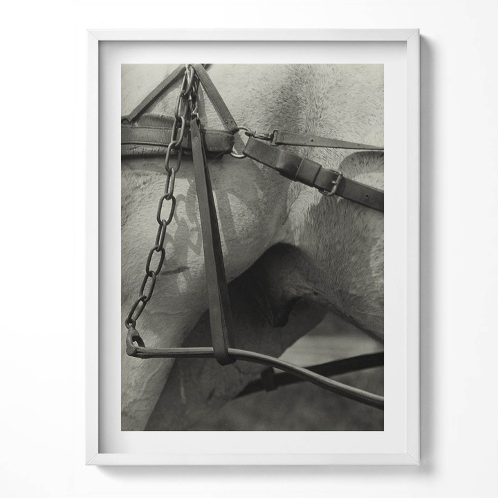 Tablou Inramat, Wallfluent, Prim-plan al hamului unui cal, Rama alba, 60x80 cm, 010330010090100281156