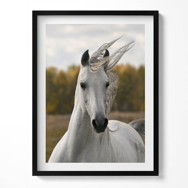 Tablou Inramat, Wallfluent, Cal alb in galop, Rama negru, 60x80 cm, 010330010090200279981