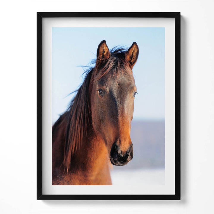 Tablou Inramat, Wallfluent, Cap de cal maro, Rama negru, 60x80 cm, 010330010090200280043
