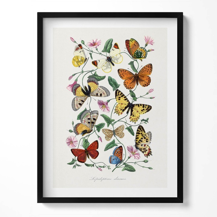 Tablou Inramat, Wallfluent, Poster de epoca cu fluture vechi, Rama negru, 60x80 cm, 010330010090200281284