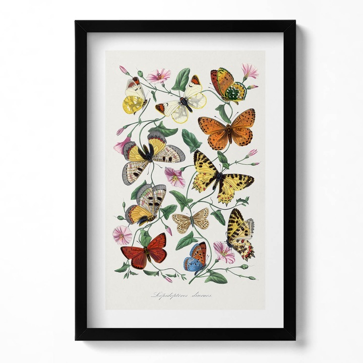 Tablou Inramat, Wallfluent, Poster de epoca cu fluture vechi, Rama negru, 40x60 cm, 010330010080200281284