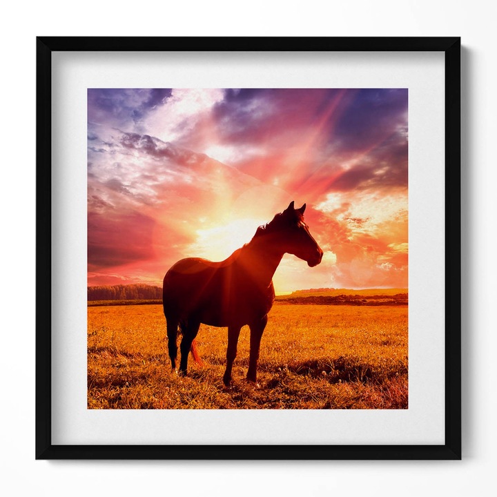 Tablou Inramat, Wallfluent, Cal in camp la apus, Rama negru, 50x50 cm, 010330010140100280002