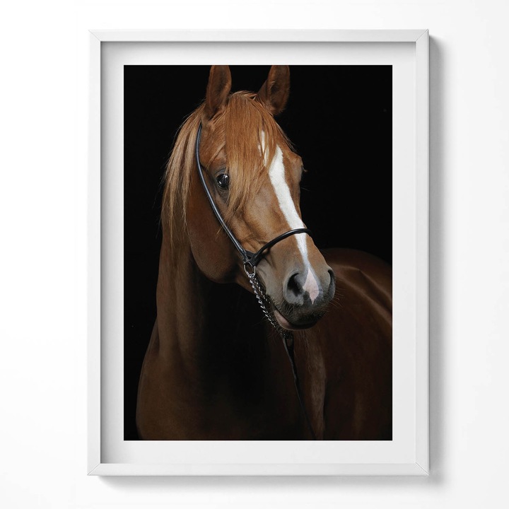 Tablou Inramat, Wallfluent, cal brun, Rama alba, 60x80 cm, 010330010090100279966