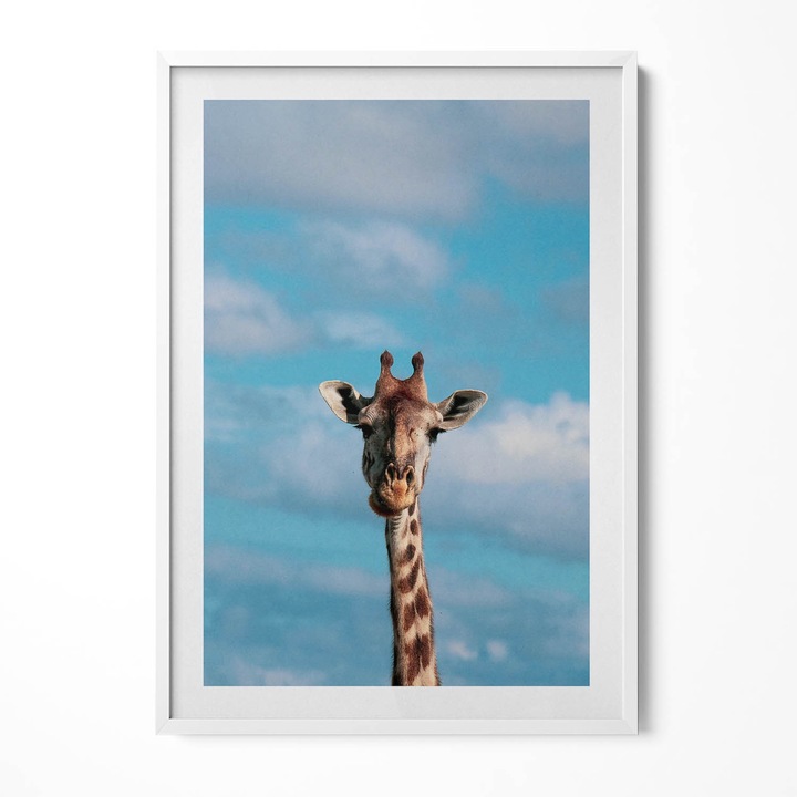 Tablou Inramat, Wallfluent, Capul unei girafe pe cer, Rama alba, 70x100 cm, 010330010150100280234
