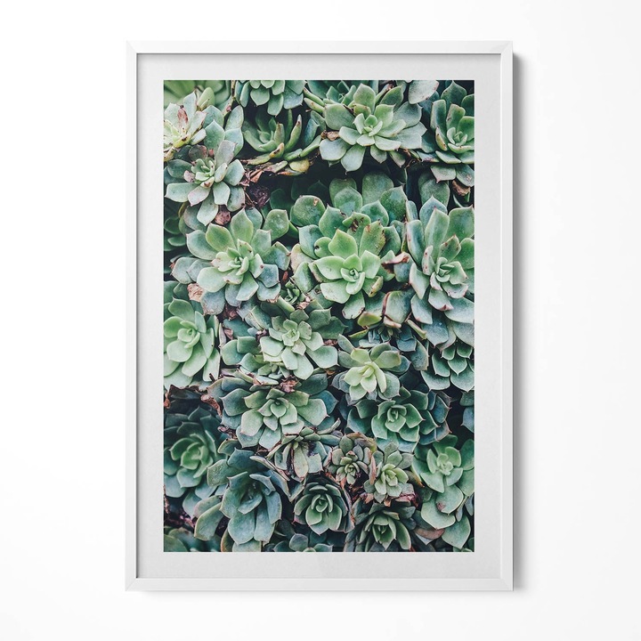 Tablou Inramat, Wallfluent, Plante suculente verzi, Rama alba, 70x100 cm, 010330010150100281099