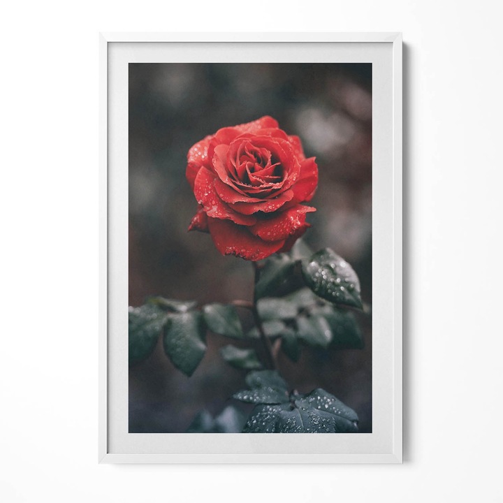 Tablou Inramat, Wallfluent, Floare de trandafir rosu, Rama alba, 70x100 cm, 010330010150100281106